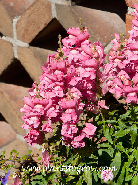 Solstice Rose Snapdragon